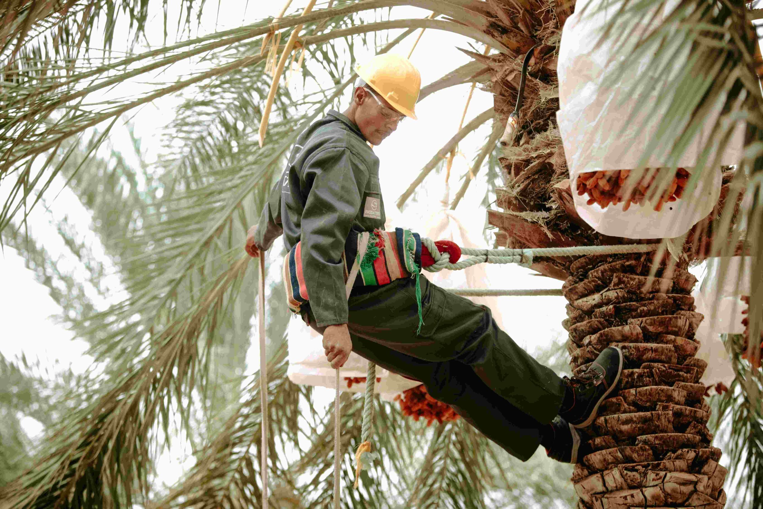 tree maintenance st petersburg fl
