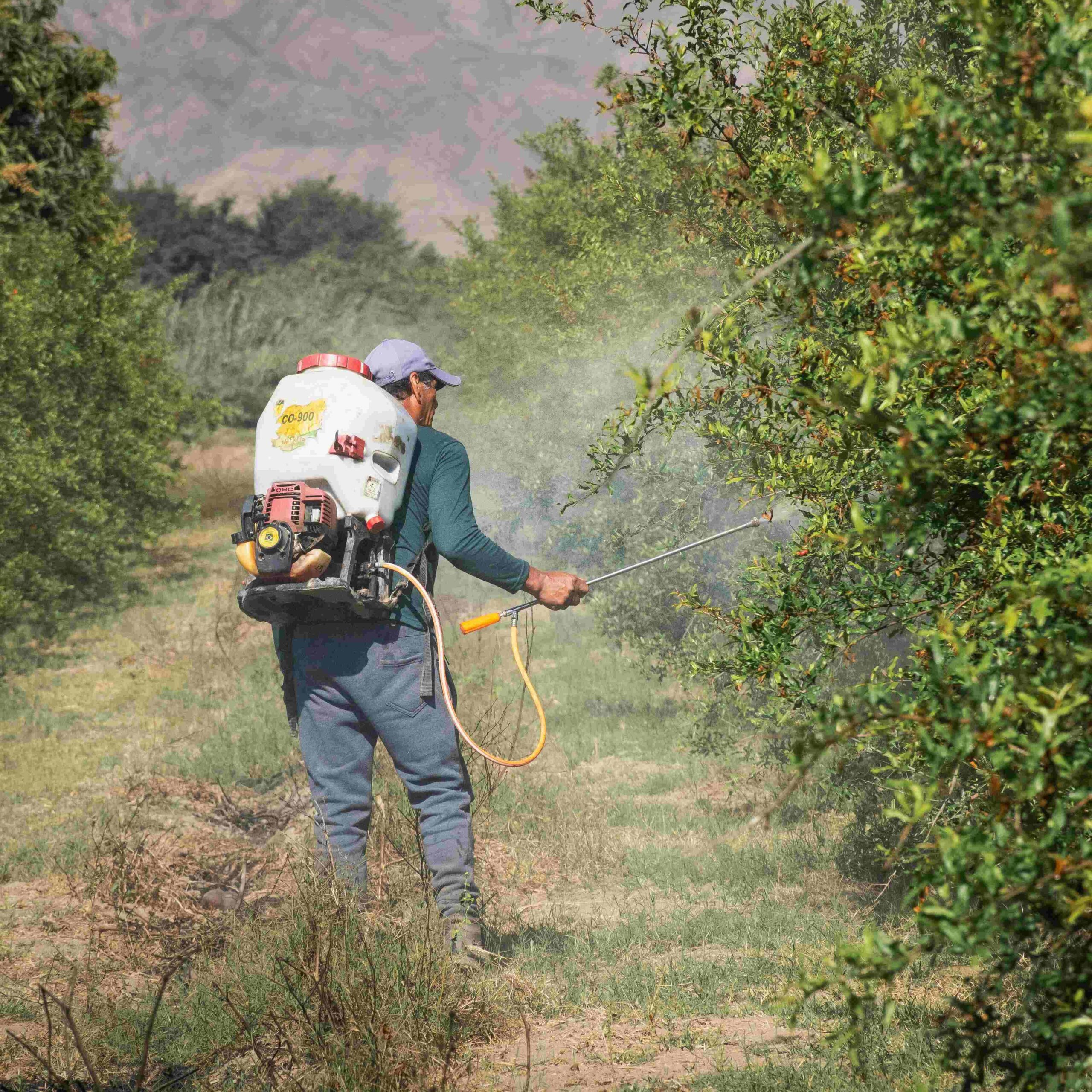 tree spraying st. petersburg
