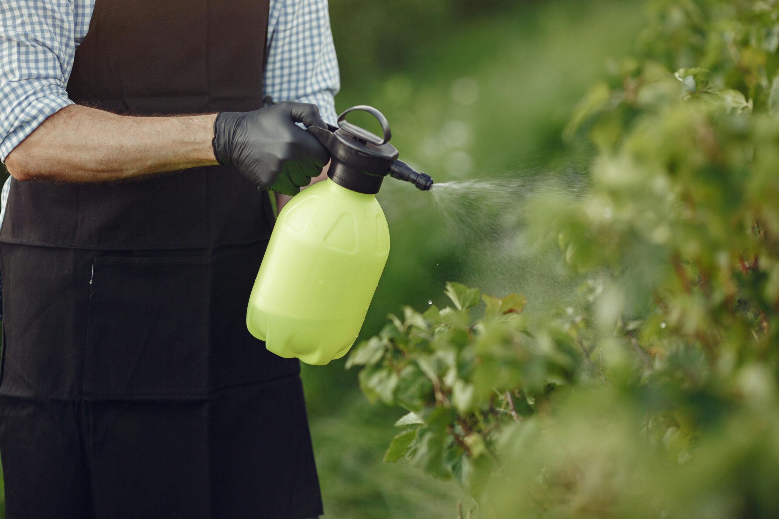tree spraying st. petersburg