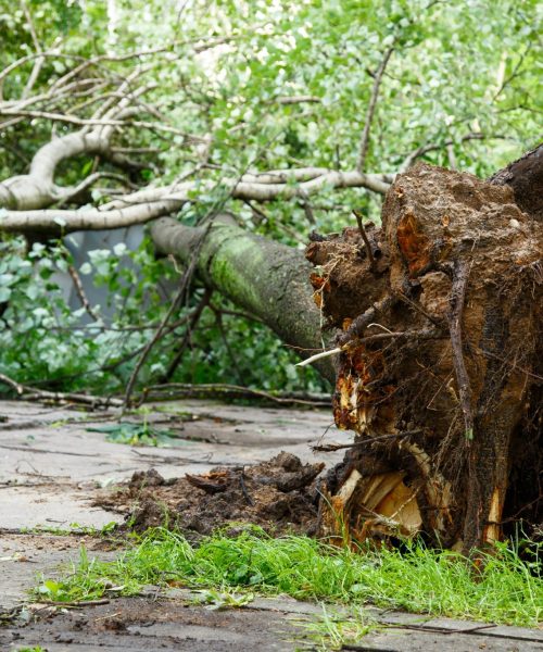 Emergency Tree Service