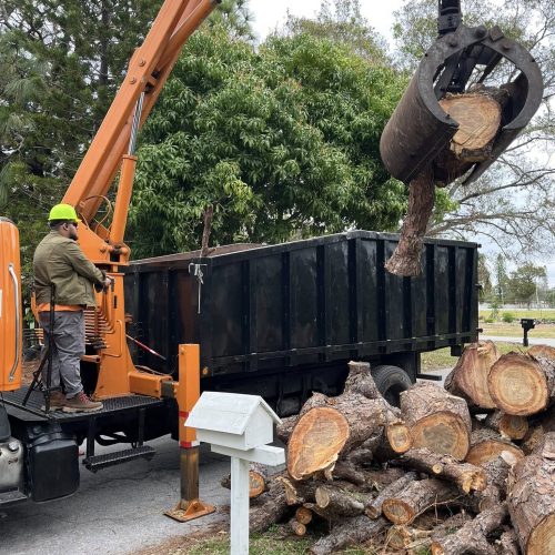 tree removal