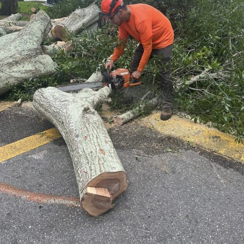 Emergency Tree Service