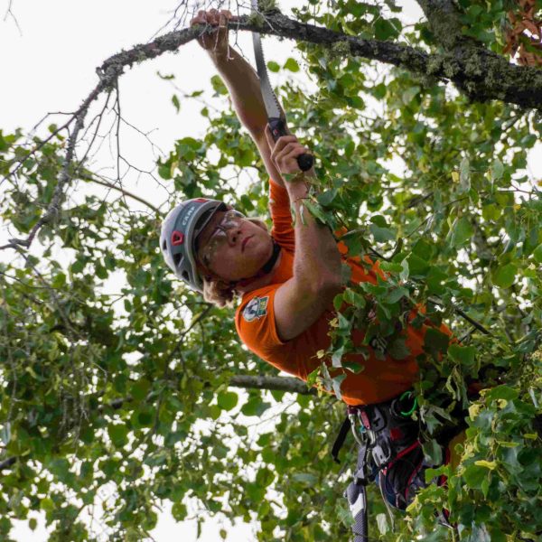 tree maintenance st petersburg fl