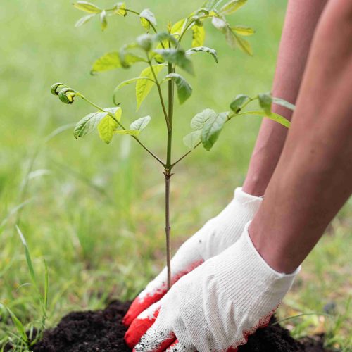 Tree planting