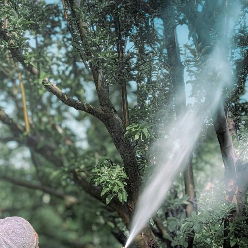 tree spraying st. petersburg