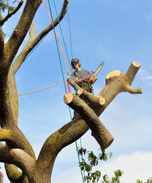 tree services St. Petersburg