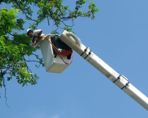 tree trimming St. Petersburg
