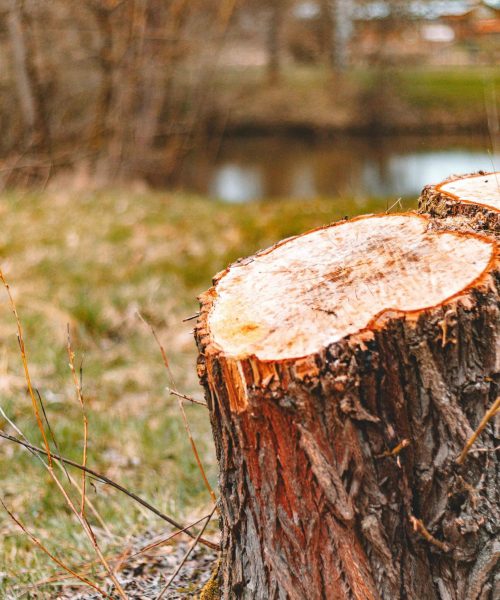stump removal st. petersburg fl