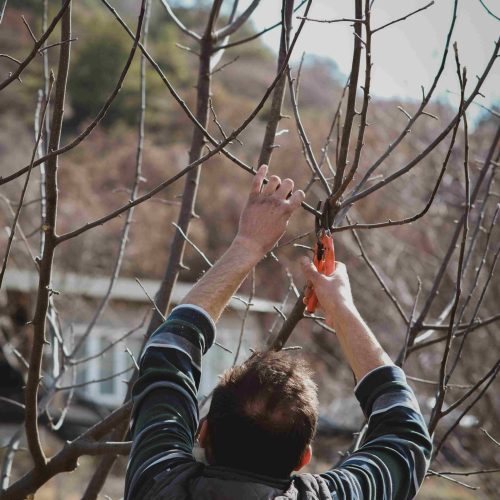 Tree Crown cleaning