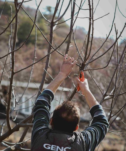Tree Crown cleaning