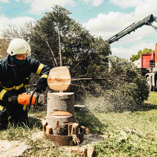 stump removal st. petersburg fl