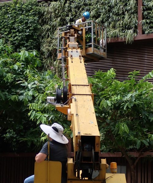 Tree pruning