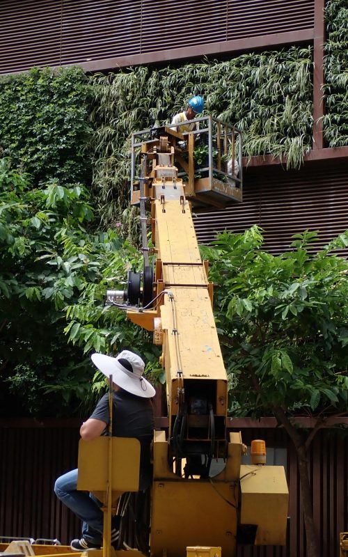 Tree pruning