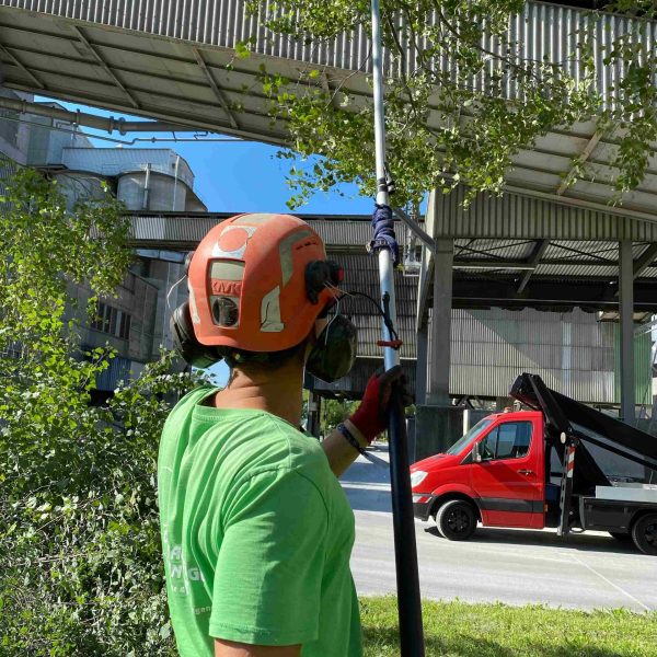 Tree Crown cleaning