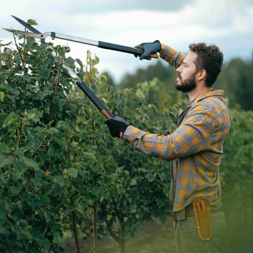 Tree Trimming & Pruning Services in St. Petersburg