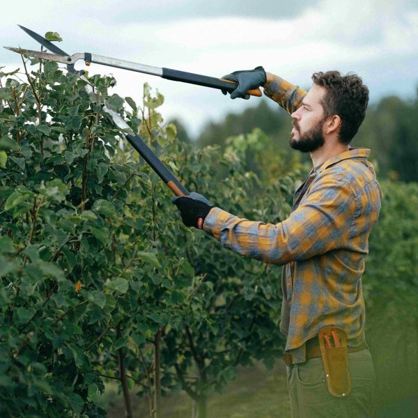 Tree Trimming & Pruning Services in St. Petersburg
